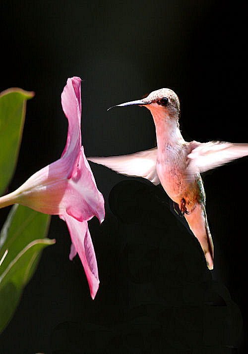  one hummingbird. The weather's been cool, windy and not many flowers 
