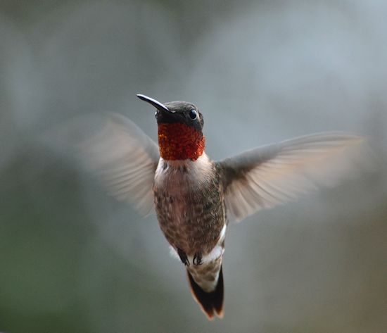 Male rubythroat hummingbird
