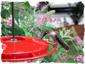 Hummingbird nectar recipe.