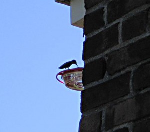 Feeding female Rubythroat