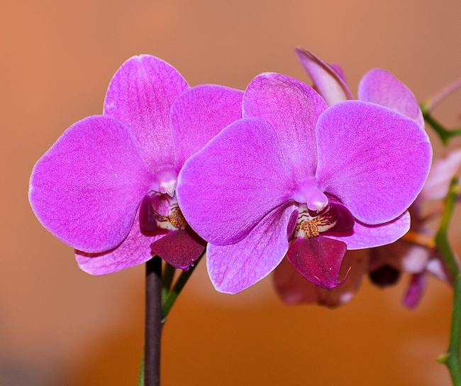 Orchid picture taken with our new Nikon D5100 camera