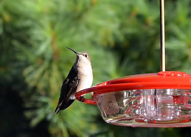 fat hummingbird at feeder drinking