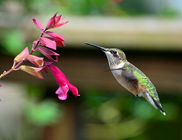 Rubythroat hummingbird & 'Wendys Wish'