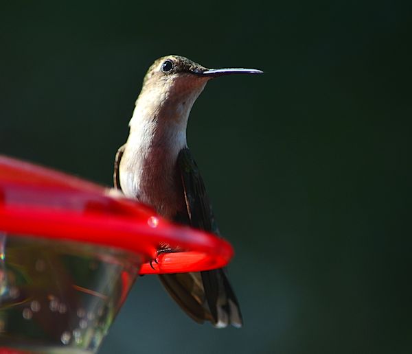 Hummingbird looking for intruders
