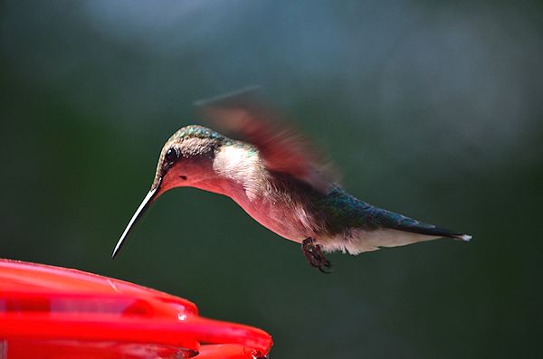 Female hummingbird at feeder
