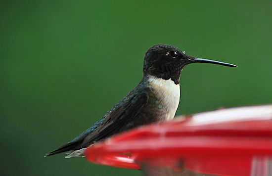 Male Ruby-throated hummingbird photo