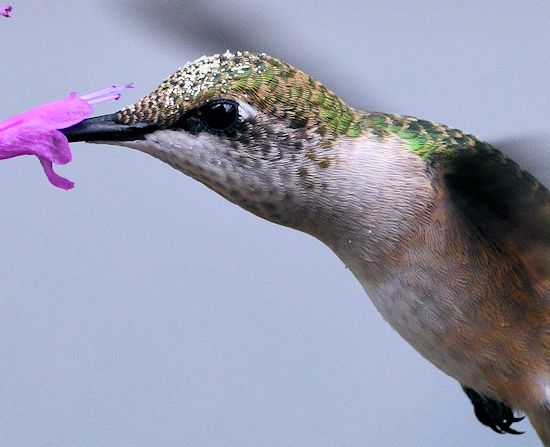 Hummingbird and agastache photo