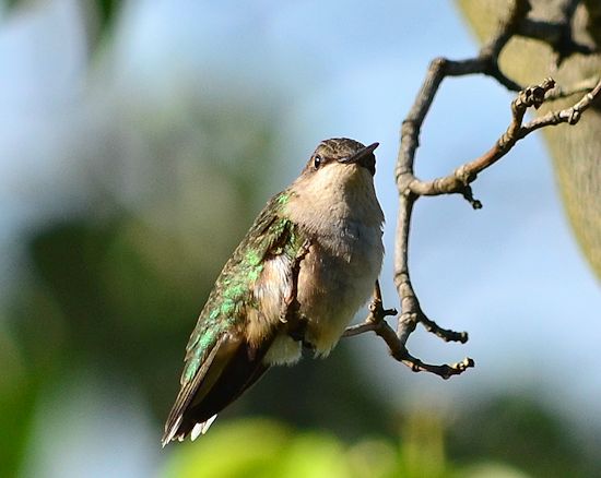 rubythroat resting in tree