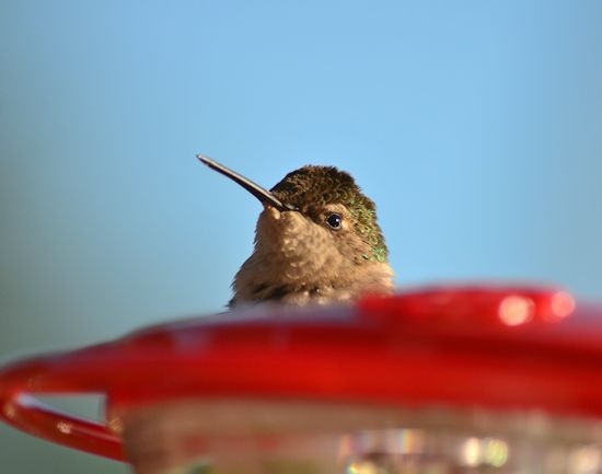 Resting rubythroat