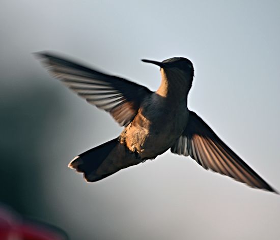 rubythroat in shadows