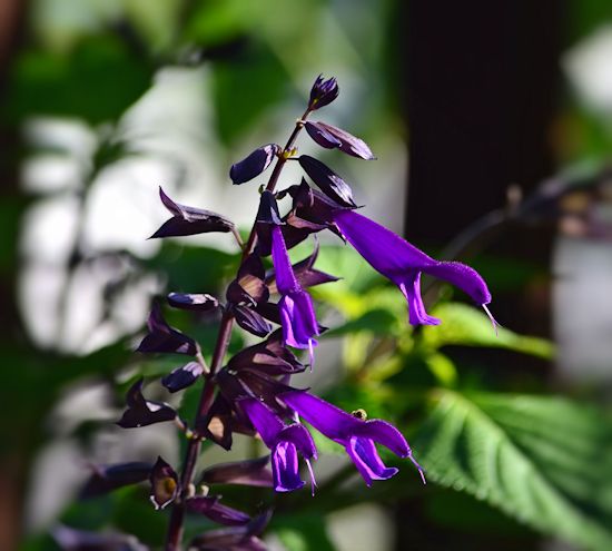 Salvia Amistad