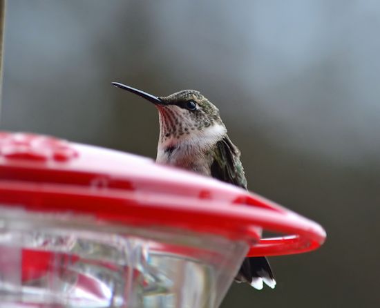 Hummingbird fattening up for migration