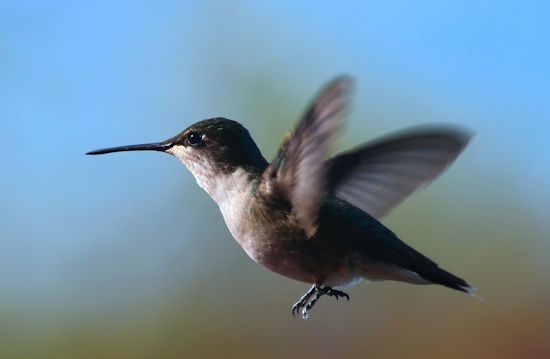 Female Rubythroated hummingbird
