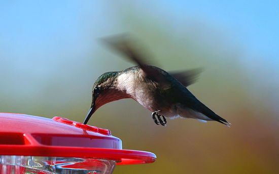 Hummingbird feeding without landing
