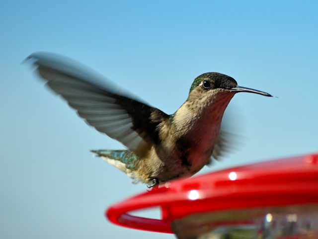 Hummingbird at feeder