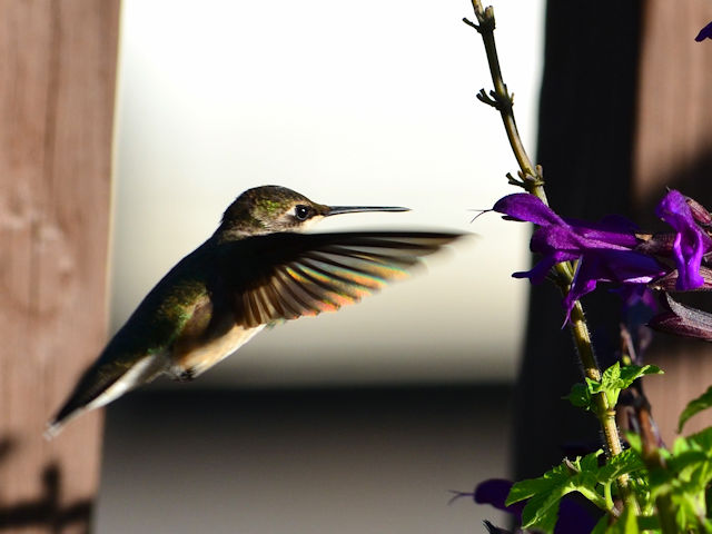 Hummingbird feeding on salvia amistad