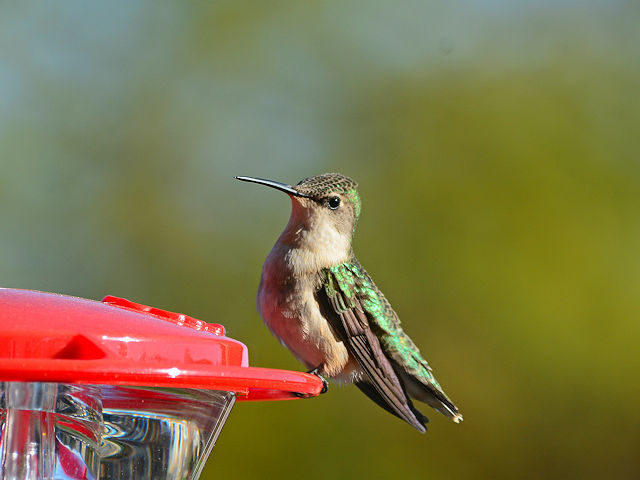 Female rubythroat hummingbird