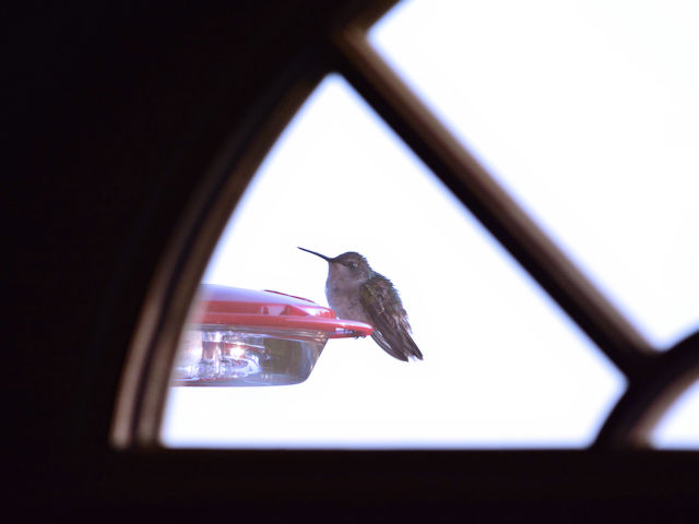 Through the front door hummingbird photo