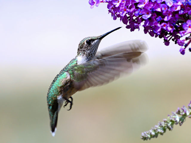Hummingbird at our purple butterfly bush