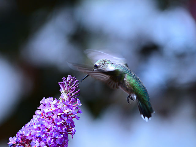 Hummingbird at our purple buttefly bush