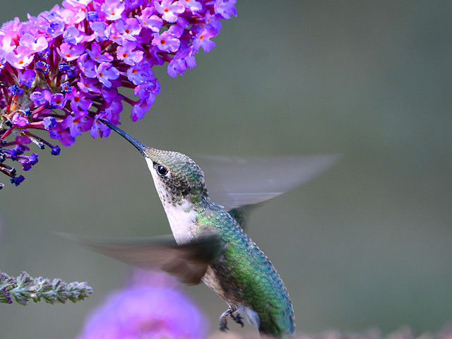 Hummingbird at our purple butterfly bush