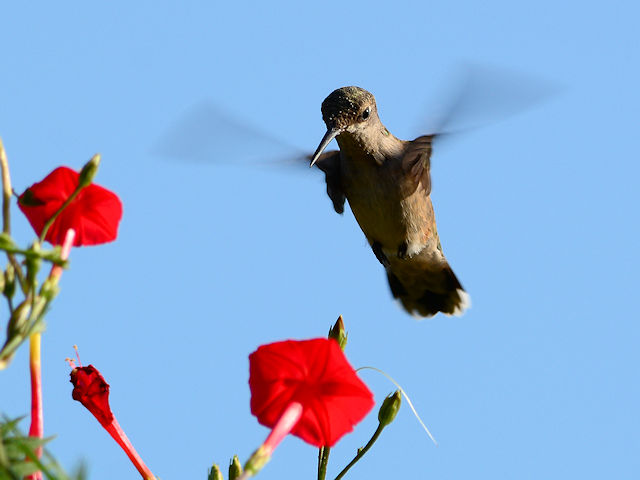 Ruby-throated hummingbird and the cardinal climber vine
