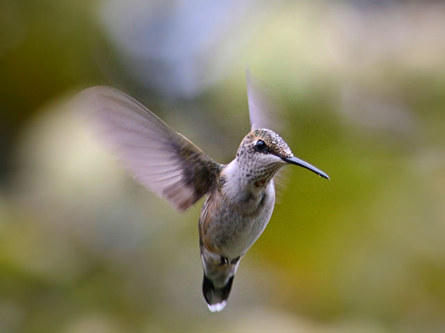 Hummingbird suspended in mid-air