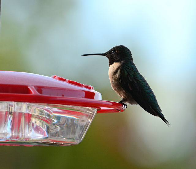 2021 hummingbird migration is almost here!
