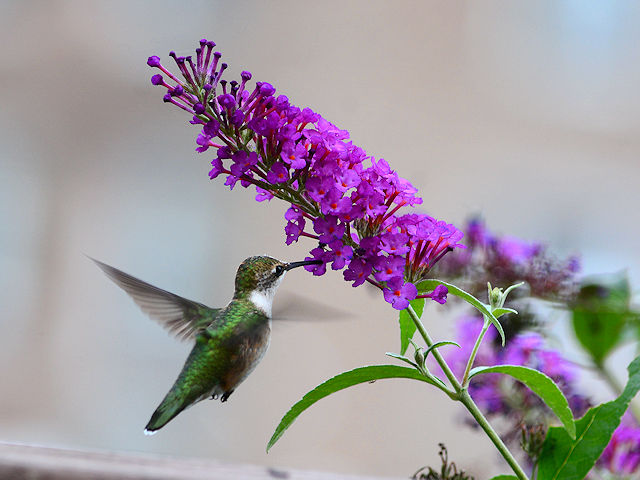 Ruby-throated hummingbird feeding at our purple butterfly bush.