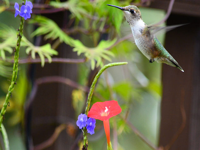 Juvenile male ruby-throated hummingbird visiting our cardinal climber vine and porterweed.