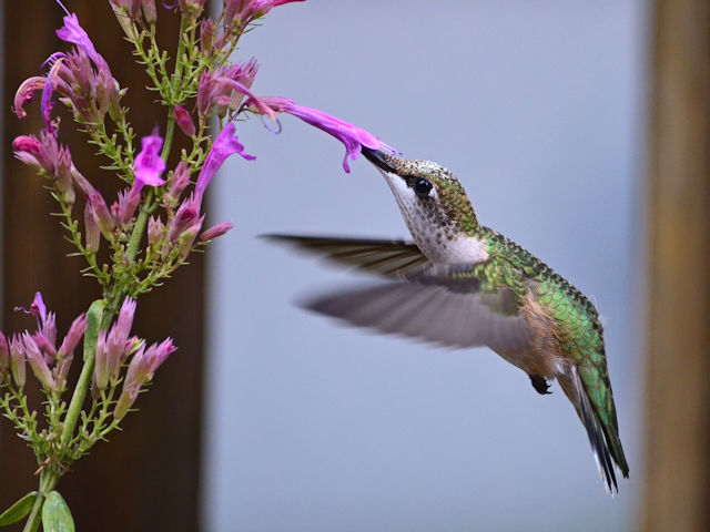 Hummingbird feeding on agastache tutti fruitti