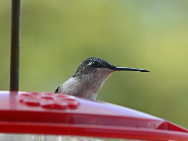 Our first hummingbird sighting of 2022