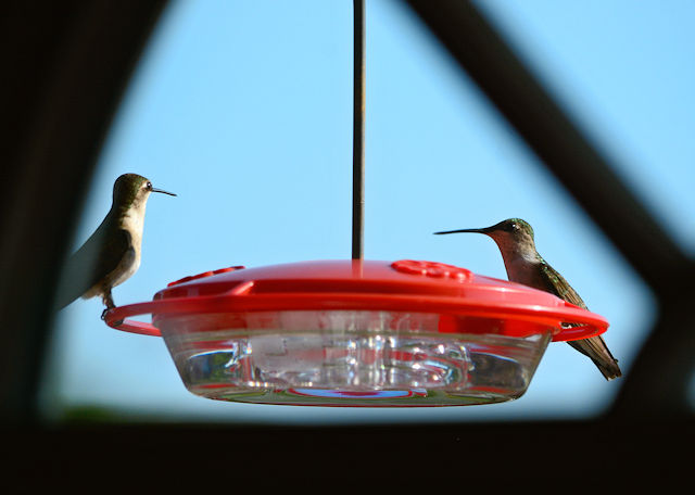 Two hummingbirds staring at each other on feeder