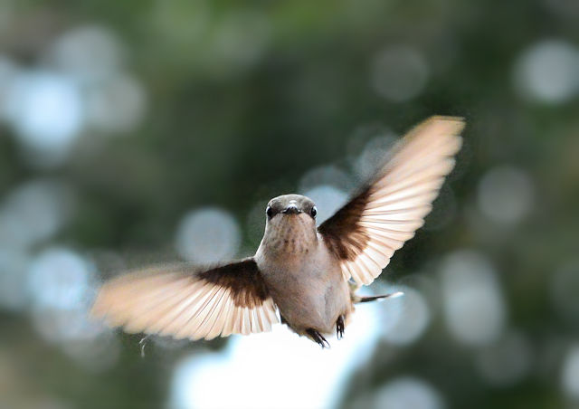 Hummingbird in flight towards me.