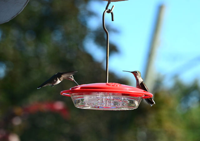 Two hummingbirds on the feeder at once.