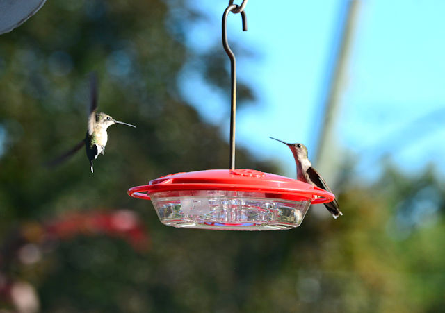 Hummingbird sitting on our feeder while another one arrives.