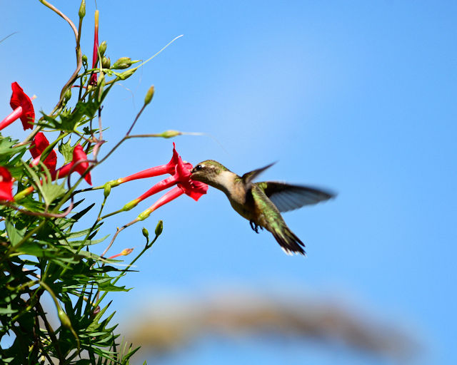 Hummingbird feeding on cardinal climber