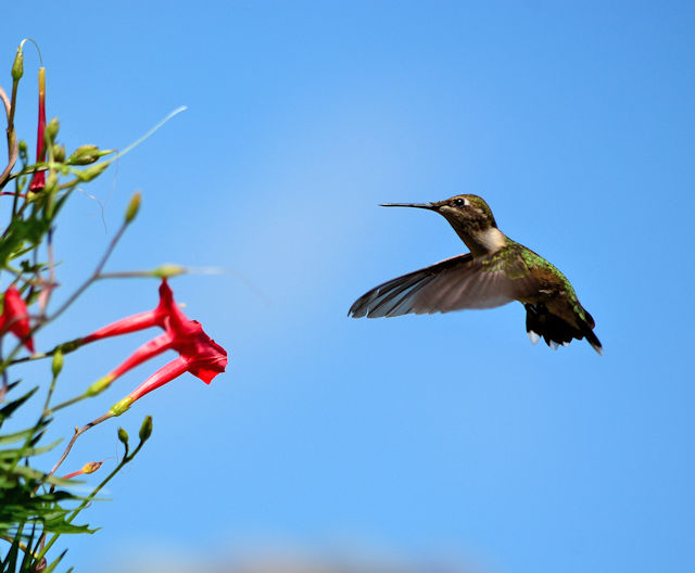 Juvenile male ruby throat hummingbird heading towards cardinal climber for lunch.